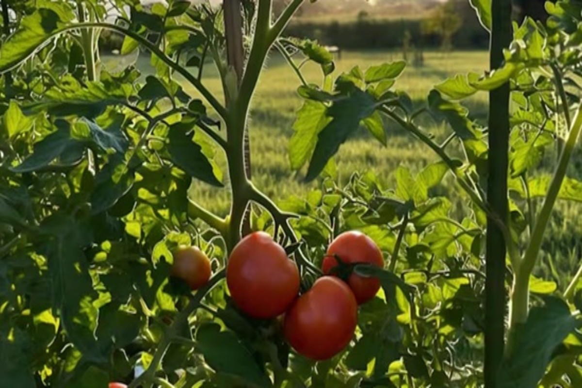 Tomato Farming