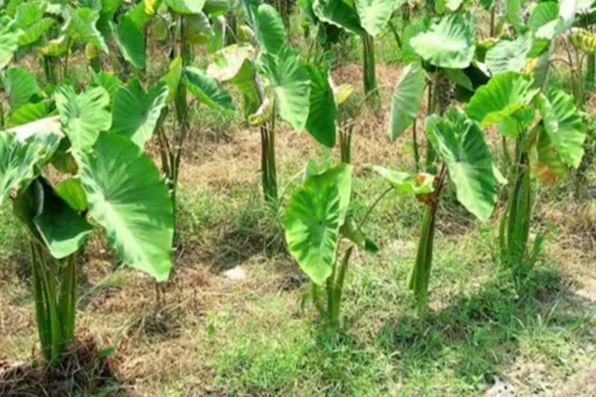 Tania farming