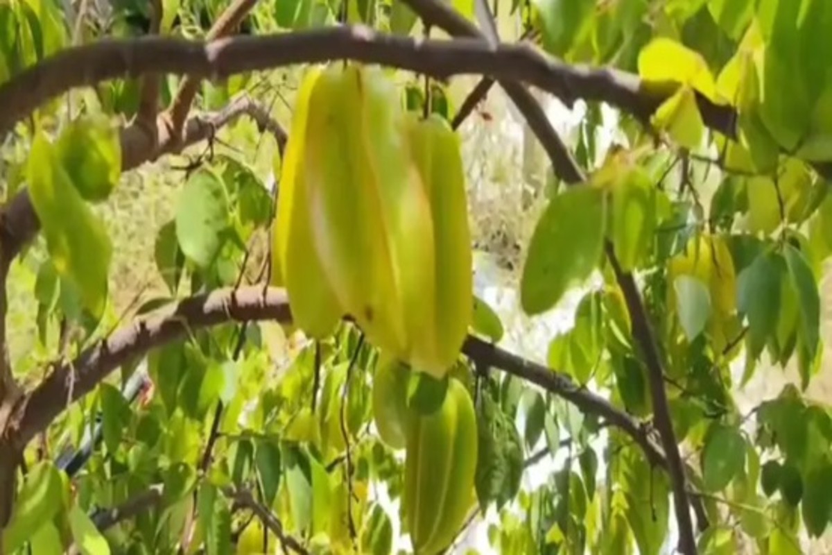 Star Fruit Farming