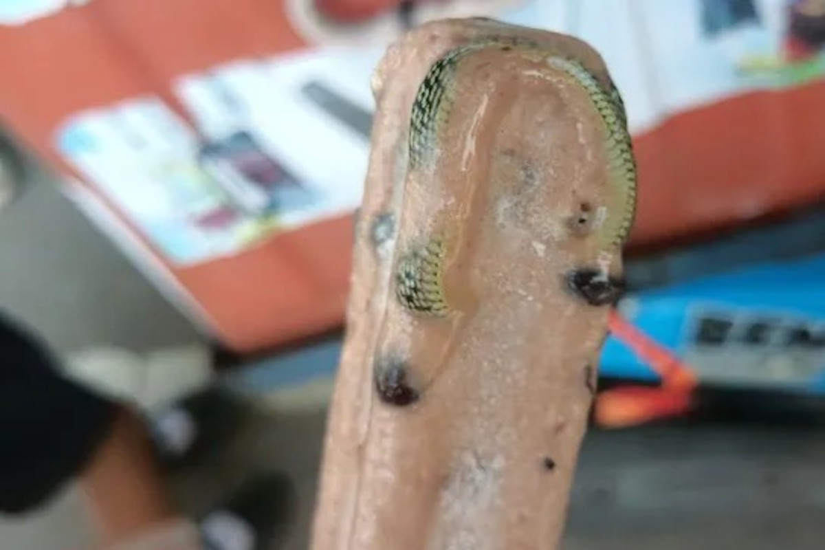 Man Found Snake Inside Ice Cream