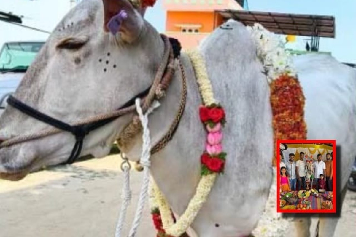 Baby Shower For Cow