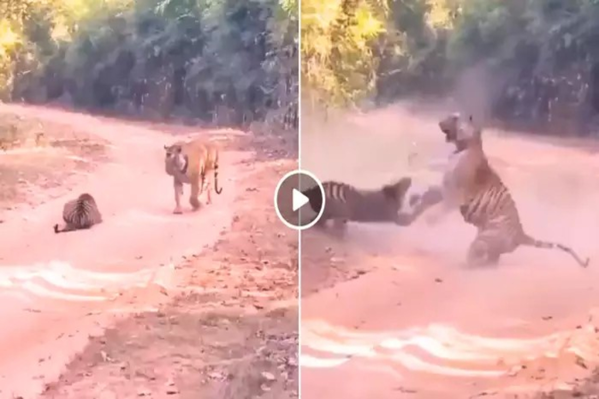 Tiger Vs Tigress Fight