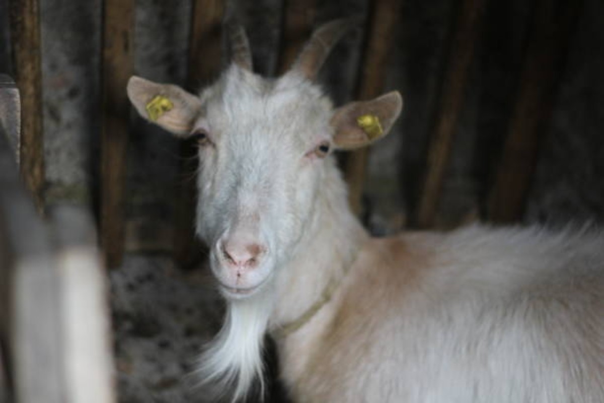 Toggenburg Goat