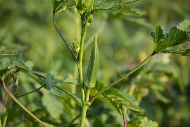 Ladyfinger Farming Tips