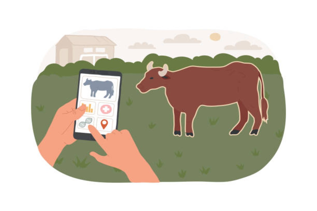 Ai Cow Health