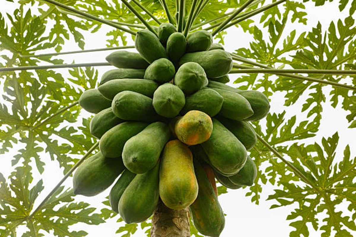 Papaya Farming
