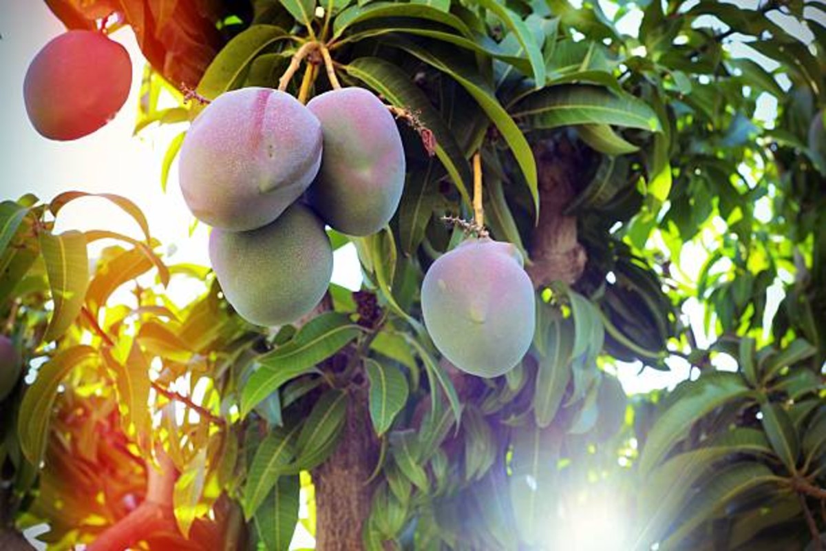 Mango Farming