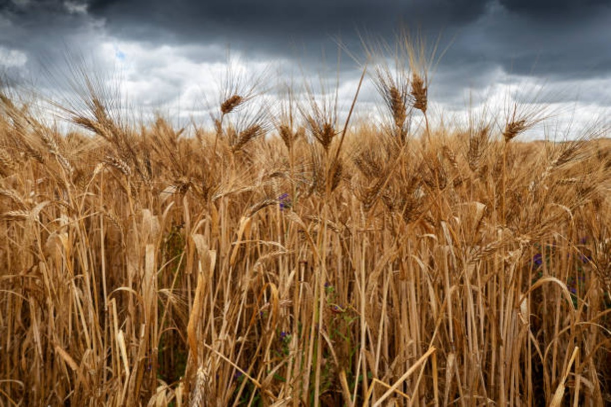 Farming tips in bad weather