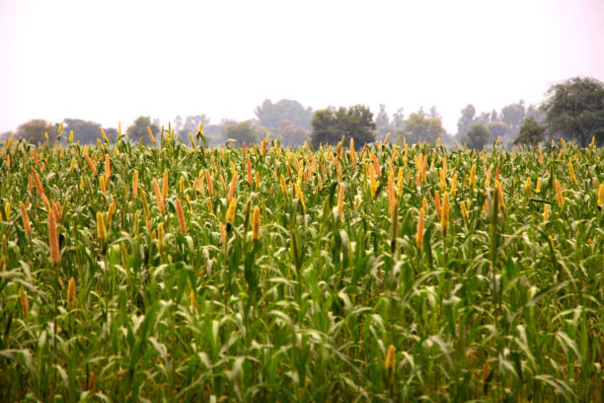 Agricultural