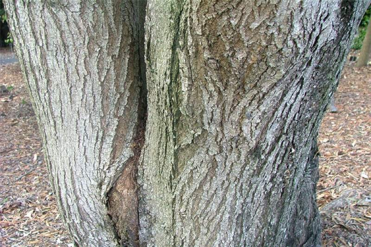 Blackwood Tree