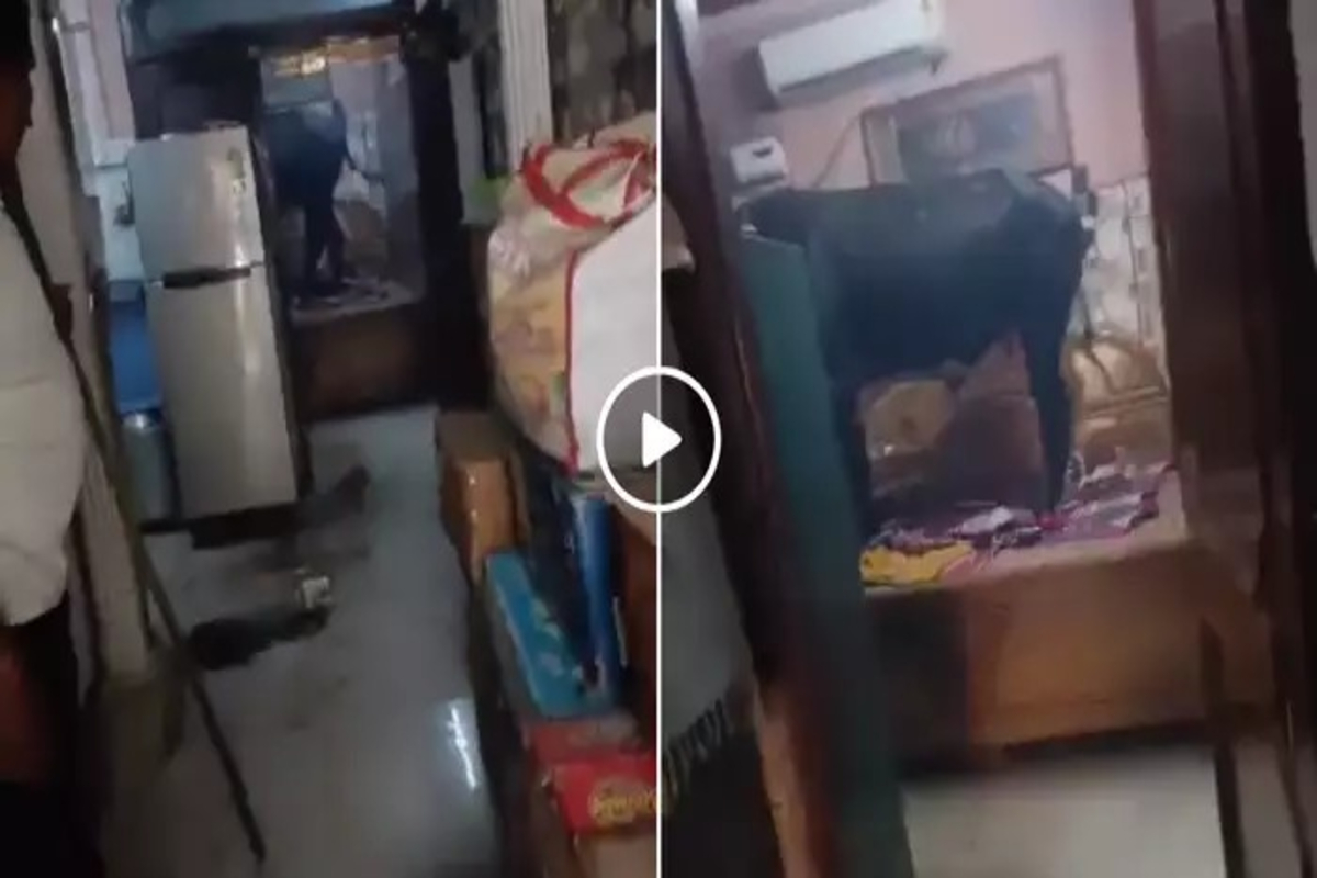 Bull Enters In The House Video