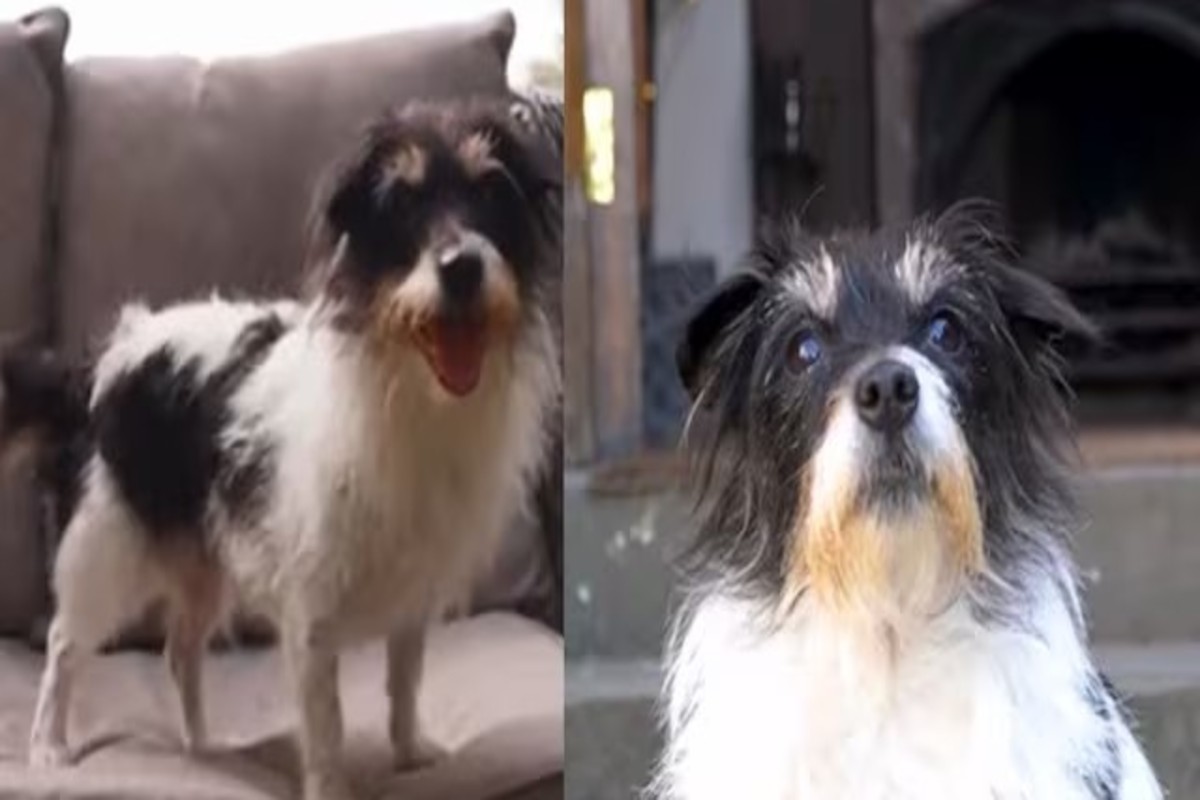 Dog Destination Wedding