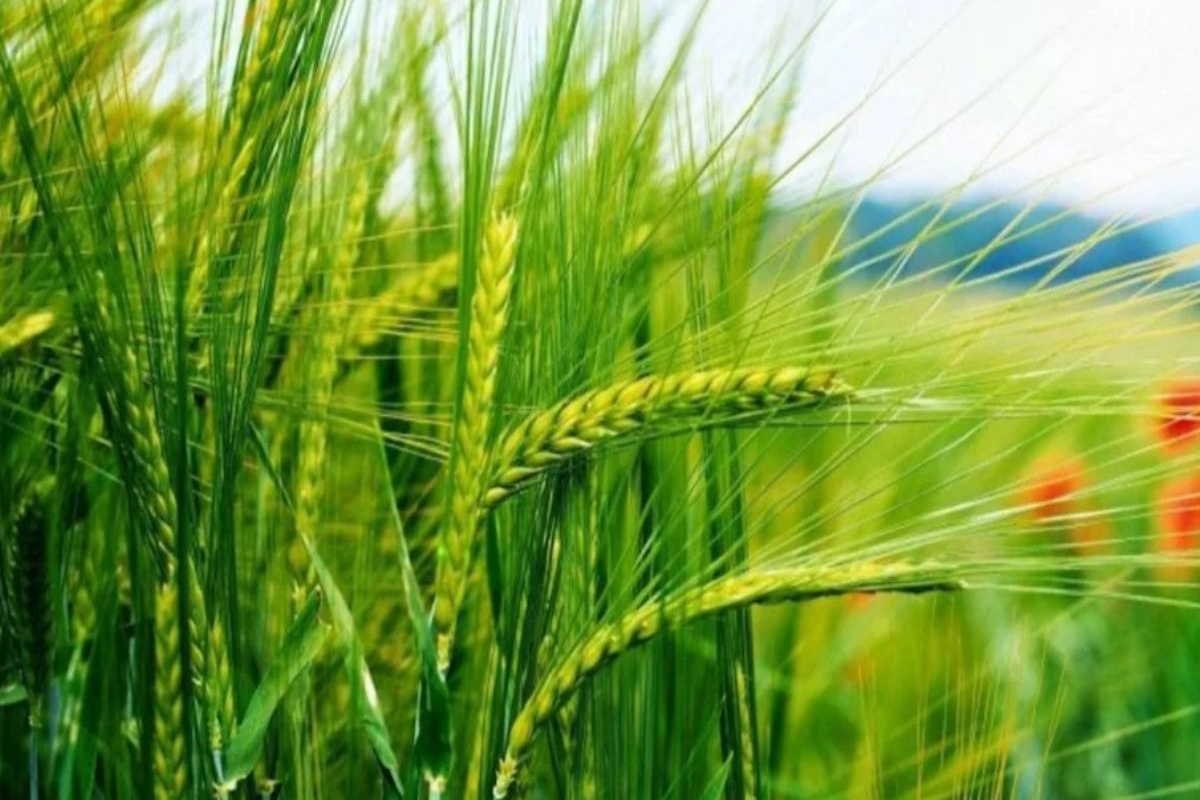 Wheat Crop Turn Yellow