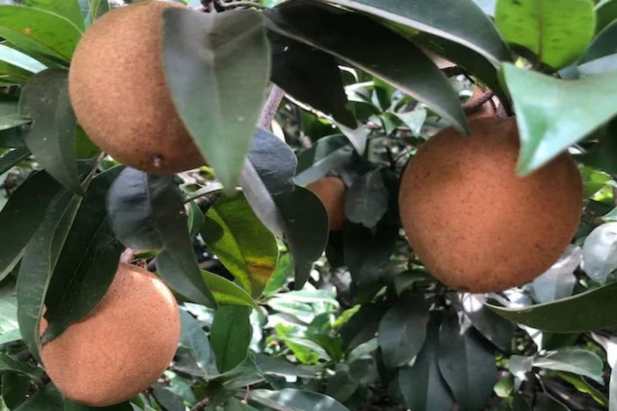 Cultivation of Chikoo