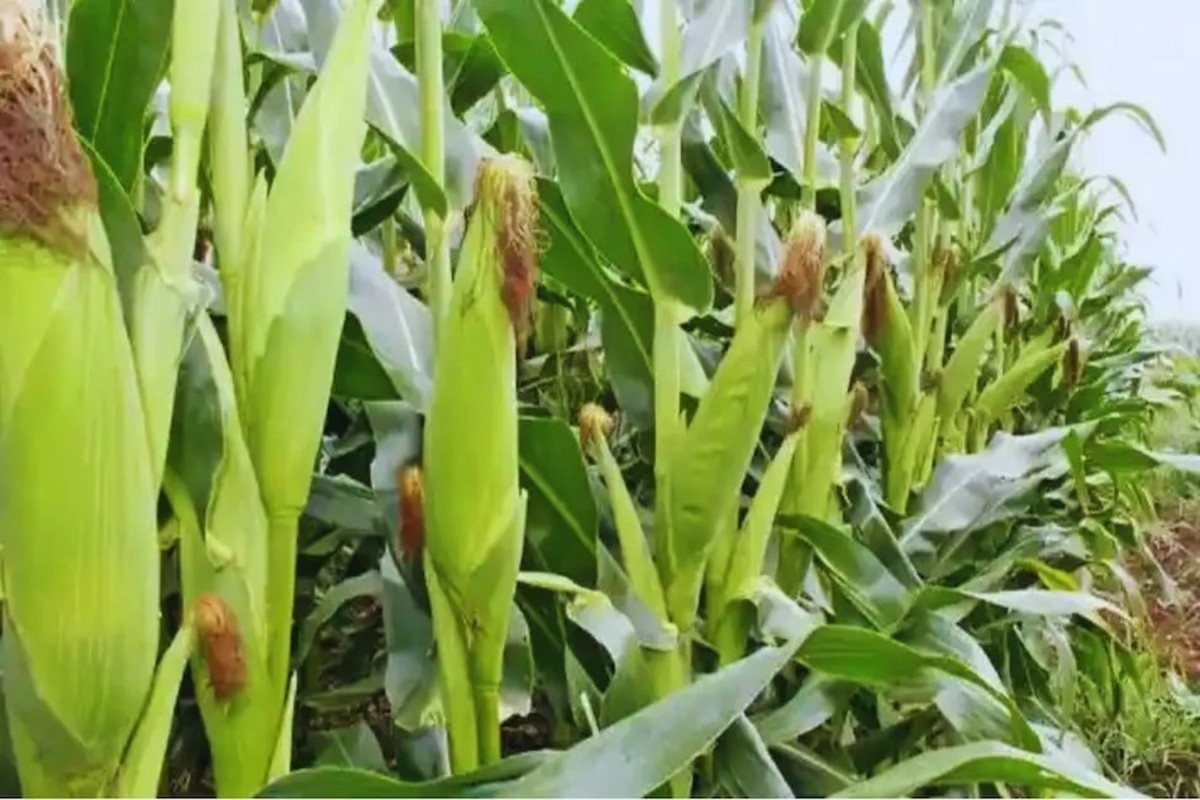 Agriculture
