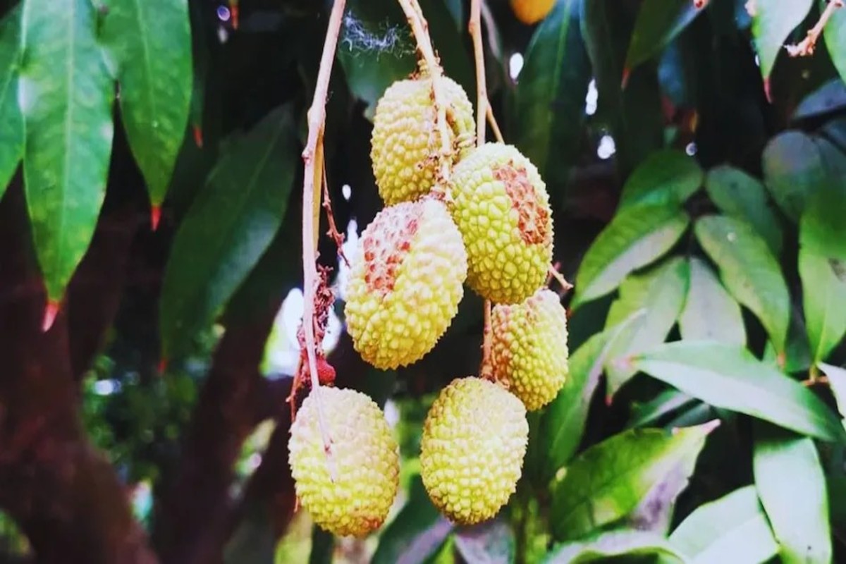 three insects are dangerous for litchi