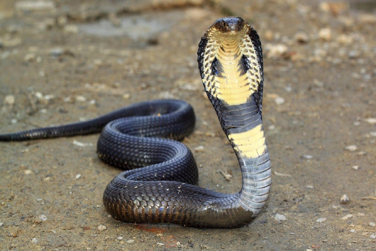 King Cobras Worst Nightmare