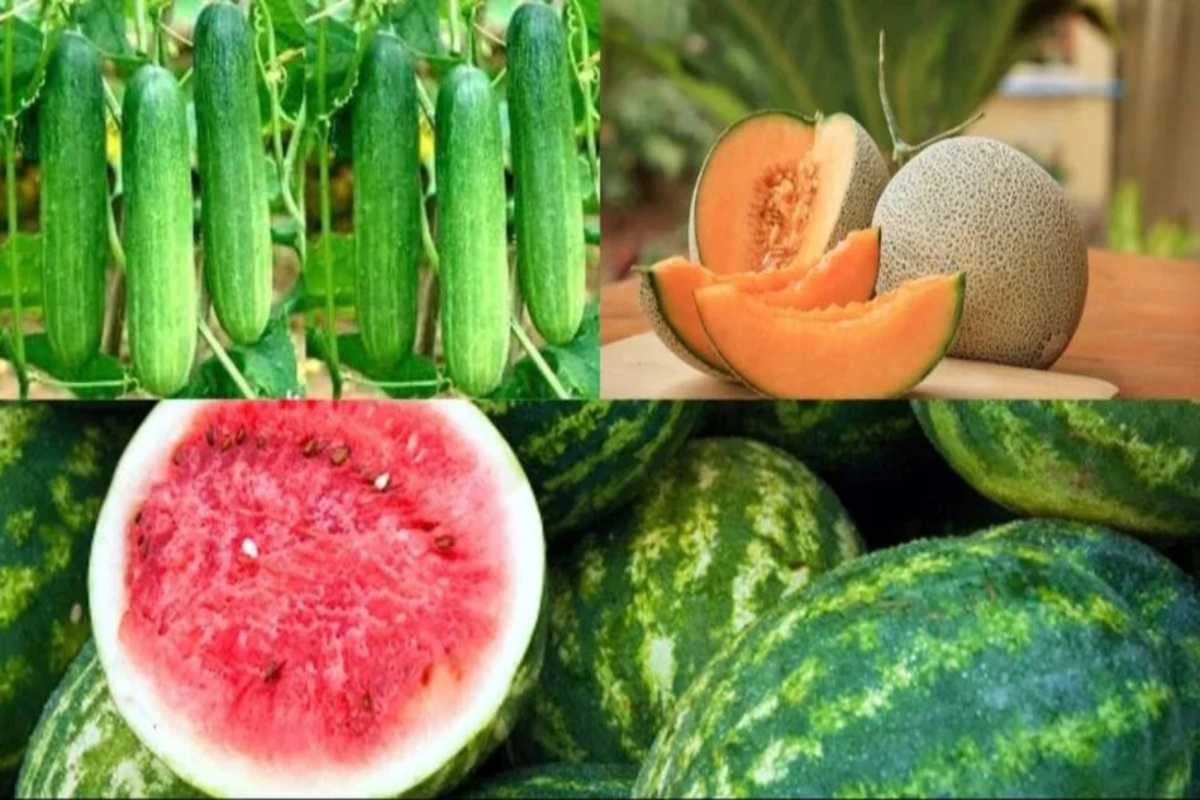 Profitable Farming in Zayed Season