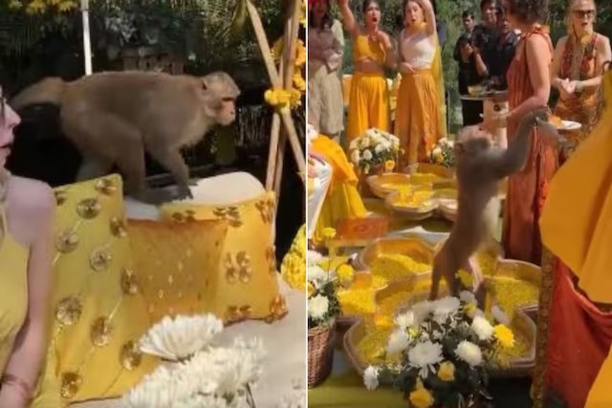 Monkey Steal Laddu In Haldi Video