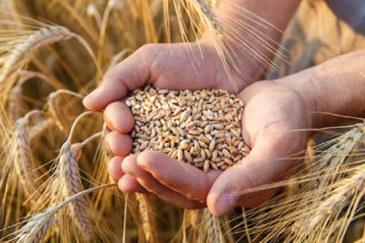 Important Tips for Wheat Harvesting