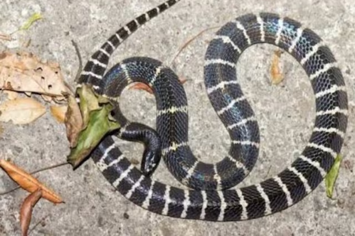 Banded Krait Most Venomous Snake