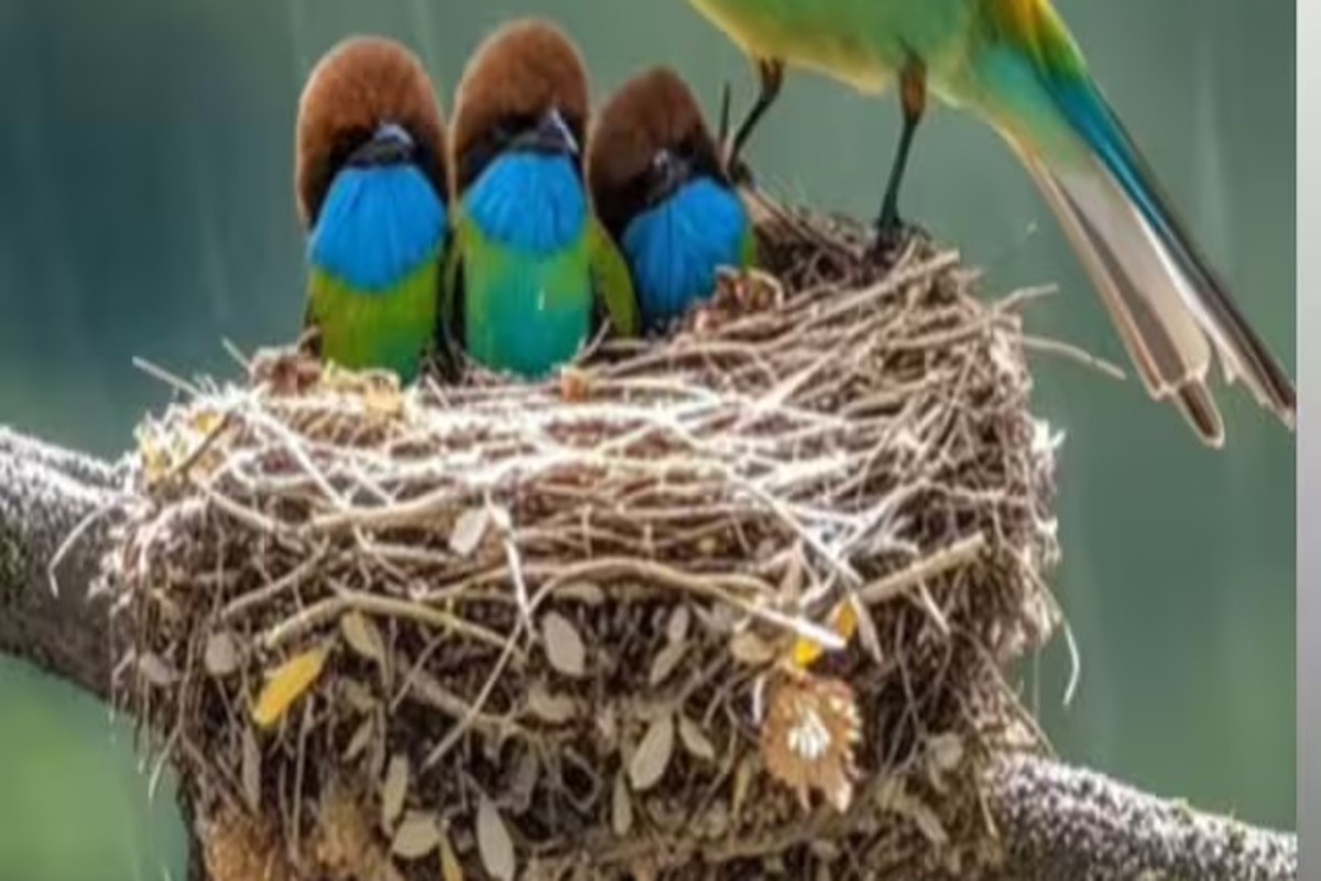 Bird Unique Hack To Protect Chicks From Rain