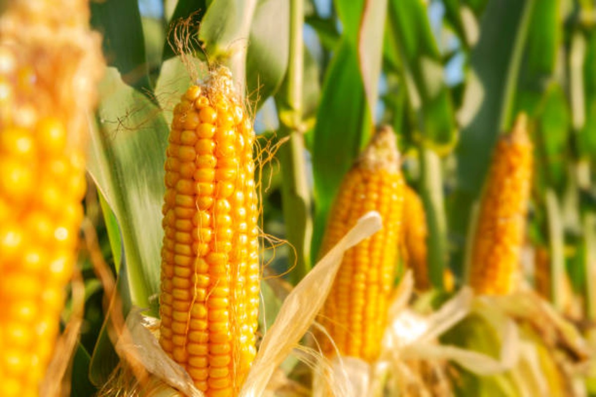 new hybrid variety of corn