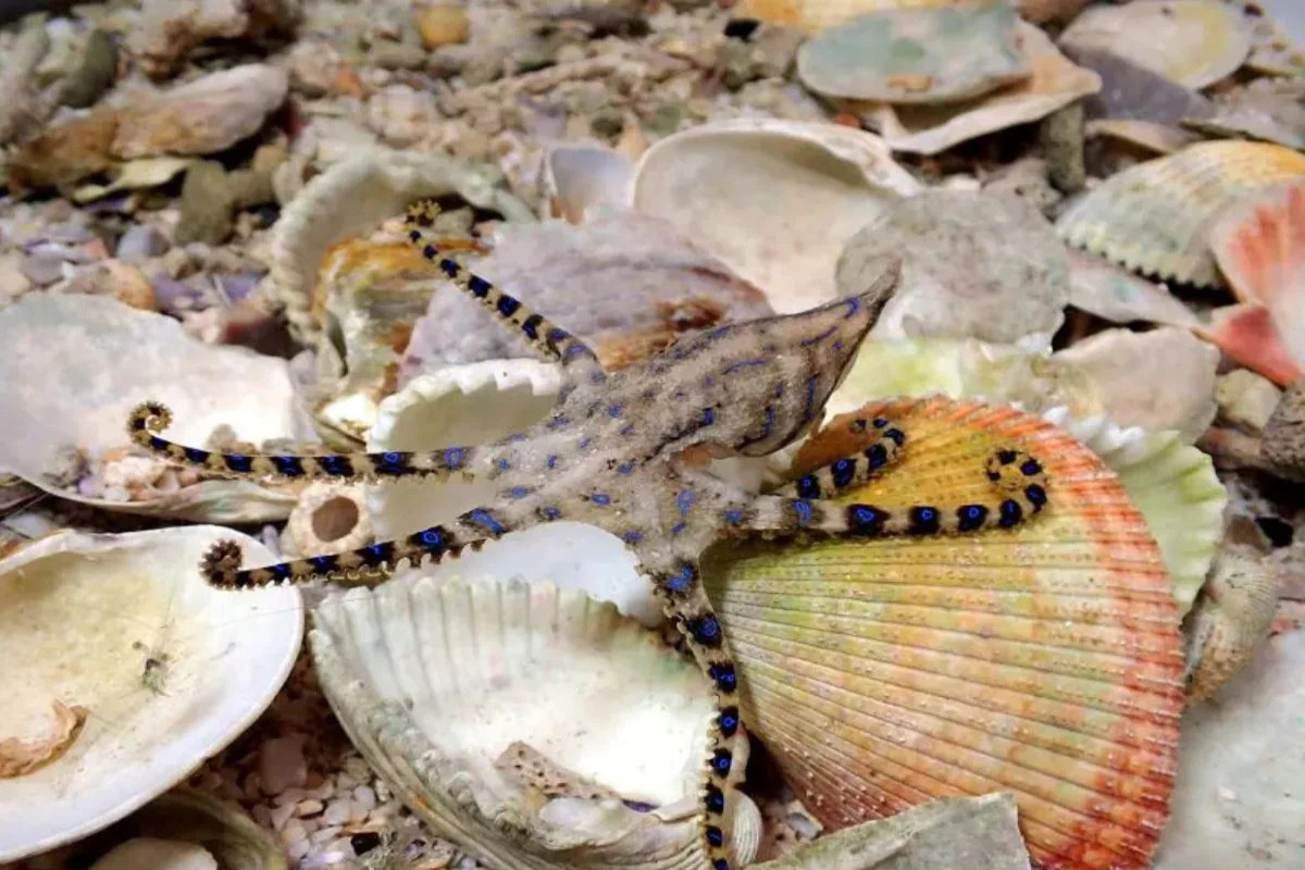 Male Octopus Poisons Female During Mating