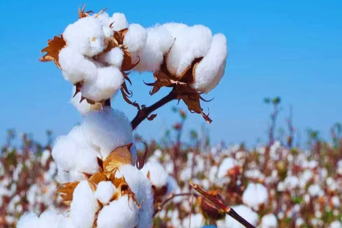 Cotton Price Drop