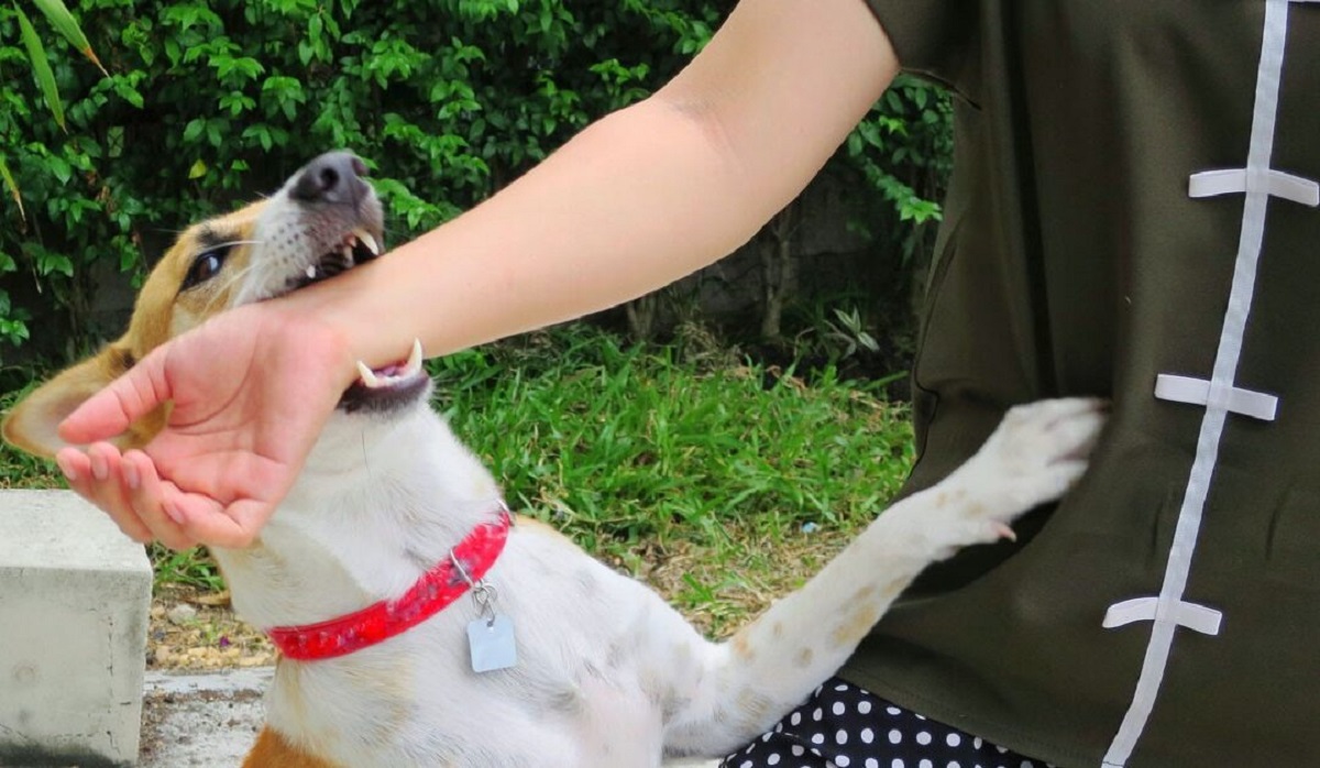 Rabies infection