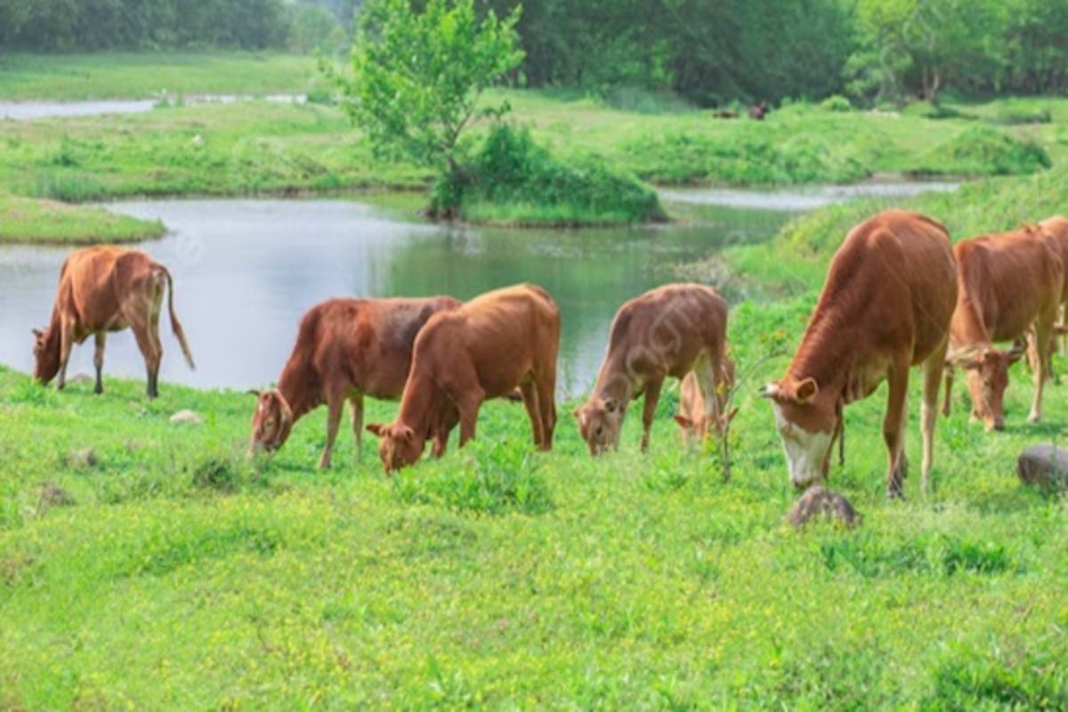 Animal Feed Tips