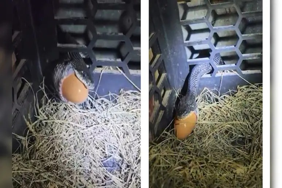 Snake Swallowed Egg Video