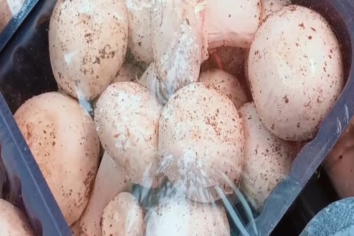 mushroom cultivation