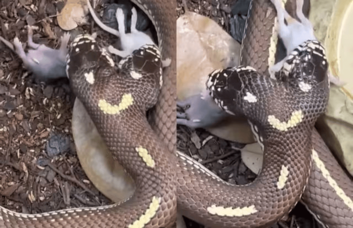 Rare Two Headed Snake