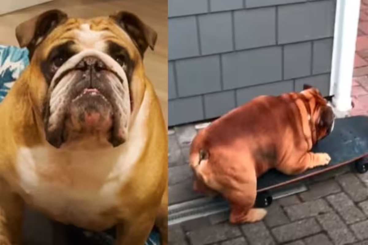 Skateboarding Bulldog