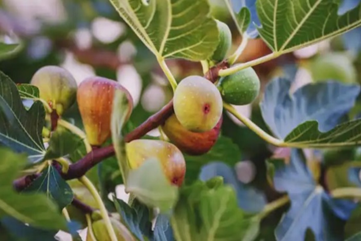 Fig Farming