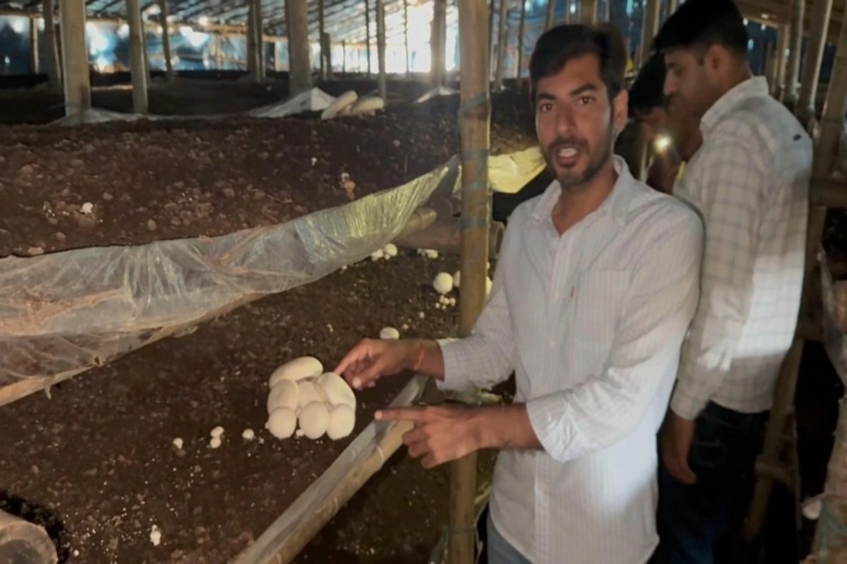 mushroom cultivation