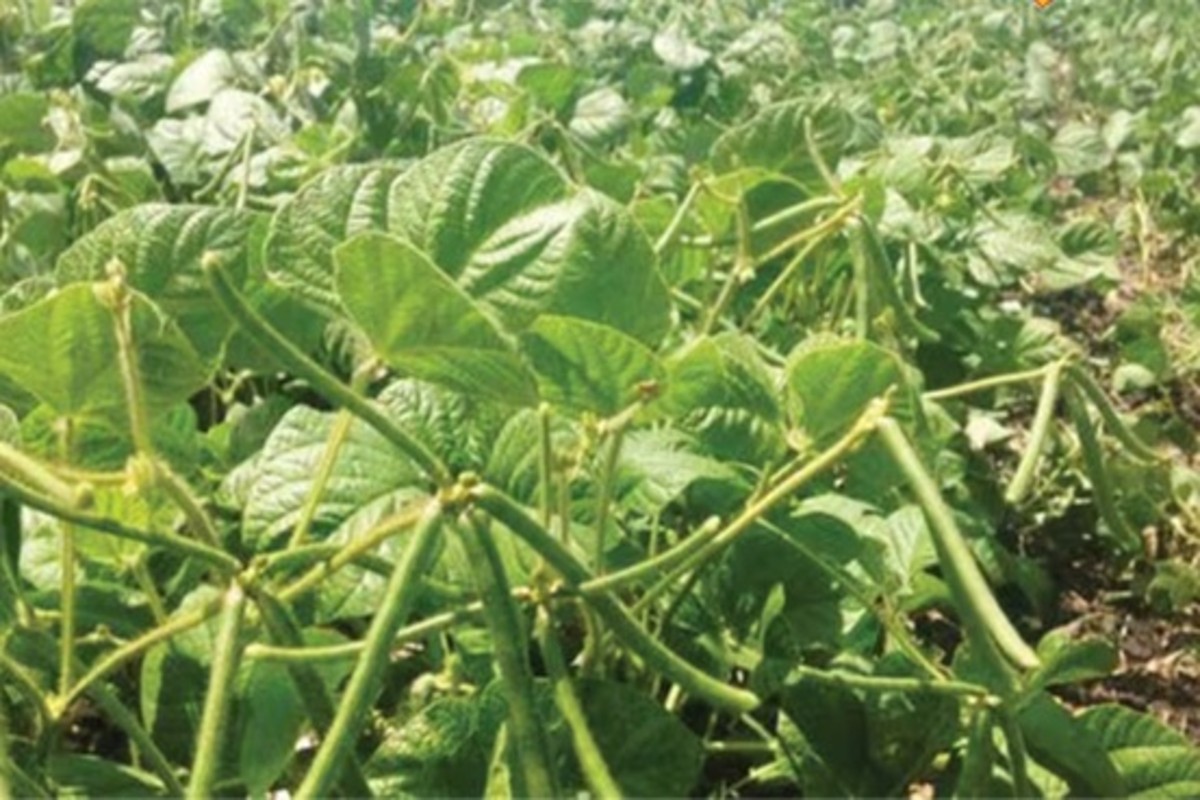 Moong Farming Tips