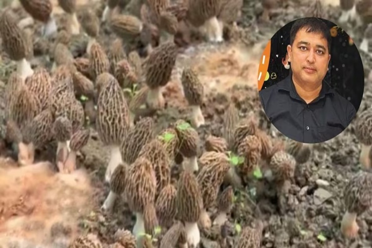 Gucchi Mushroom Farming