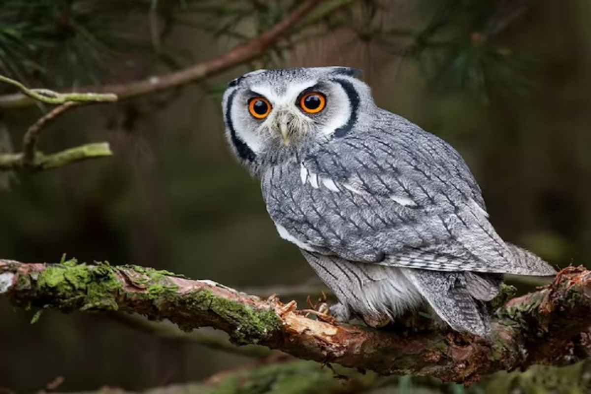 Owls Symbol Of Wisdom &Amp; Mystery