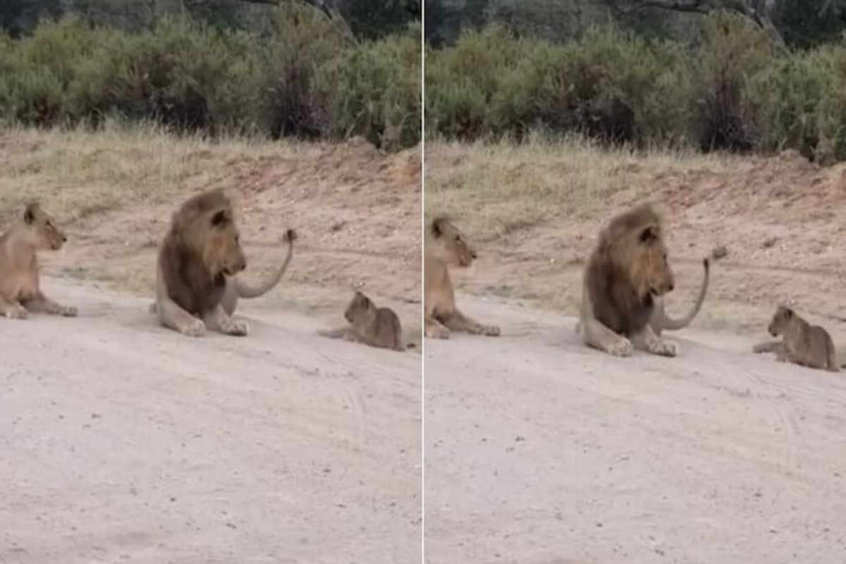 Lion Cub Scares Sleeping Parents