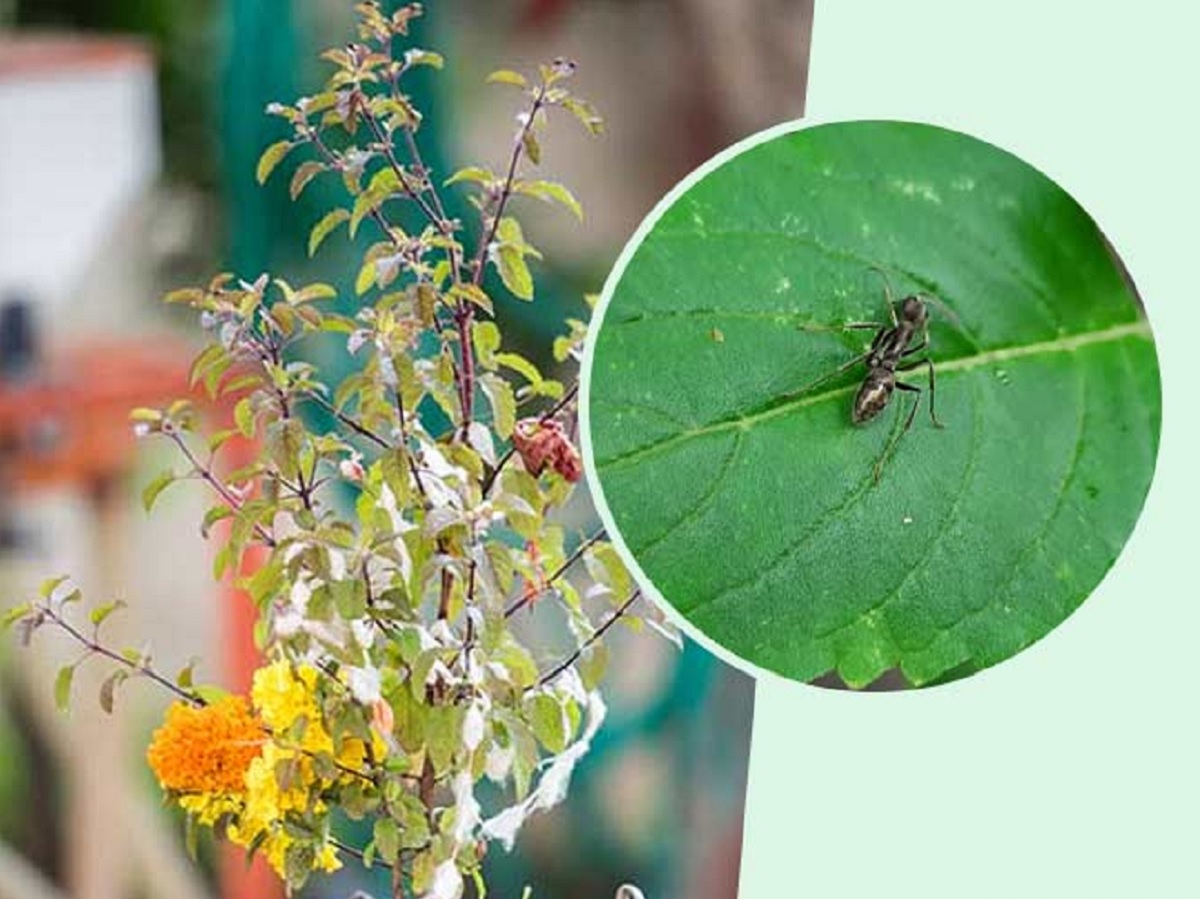 tulsi.6