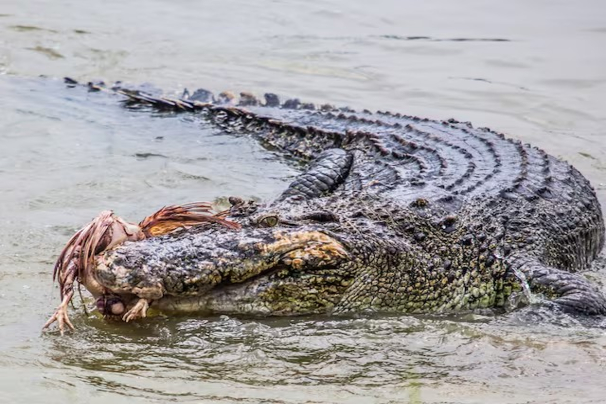 Crocodile Drags Woman Into Water