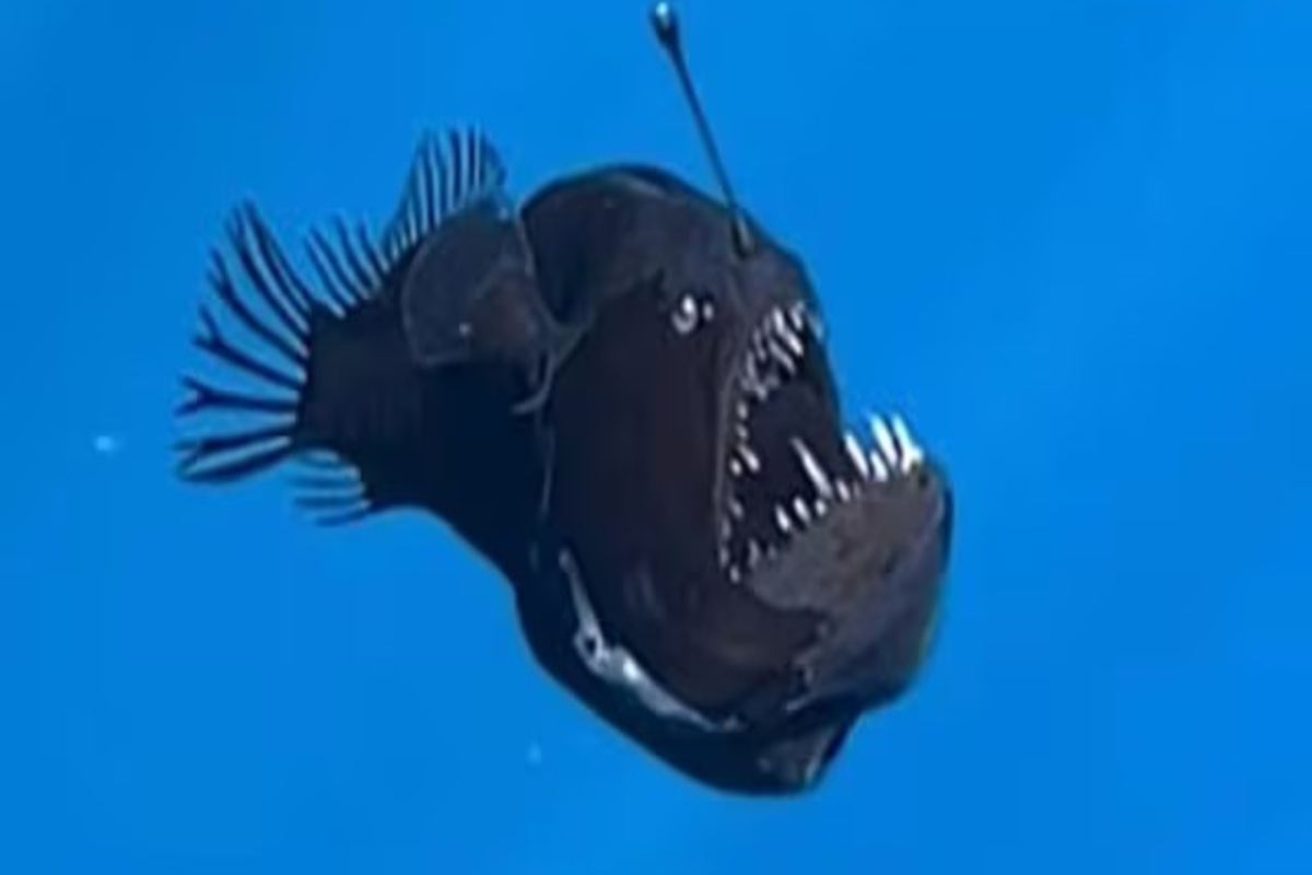 Mysterious Humpback Anglerfish
