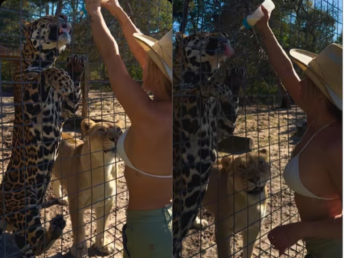 Woman Reached Animal Feeding Milk