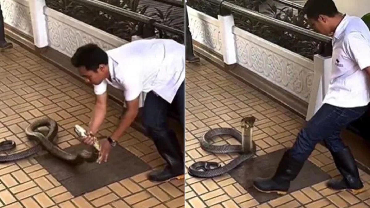 Man Catches King Cobra Neck With Bare Hands