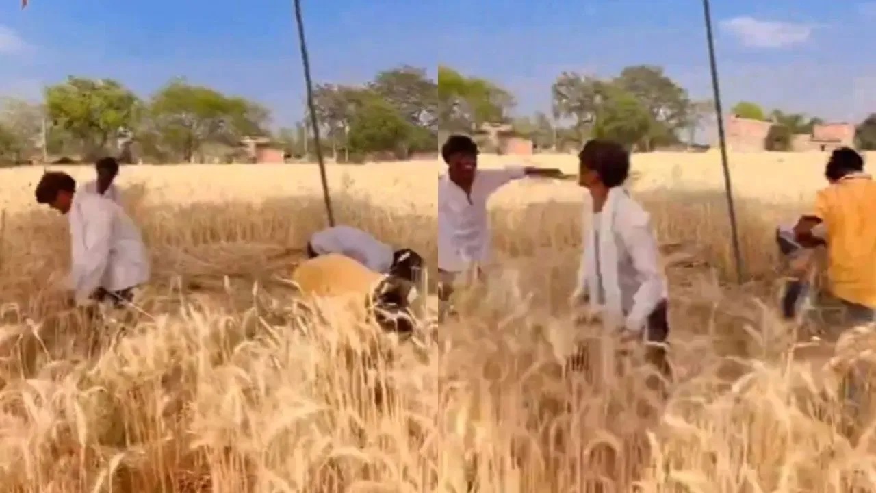 Jugaad To Harvest Wheat