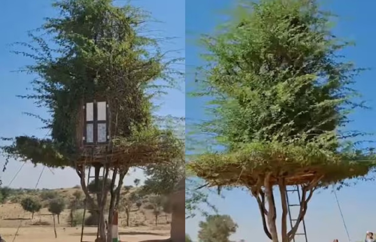 Viral Tree House