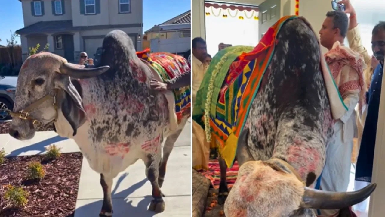 Cow Does Griha Pravesh