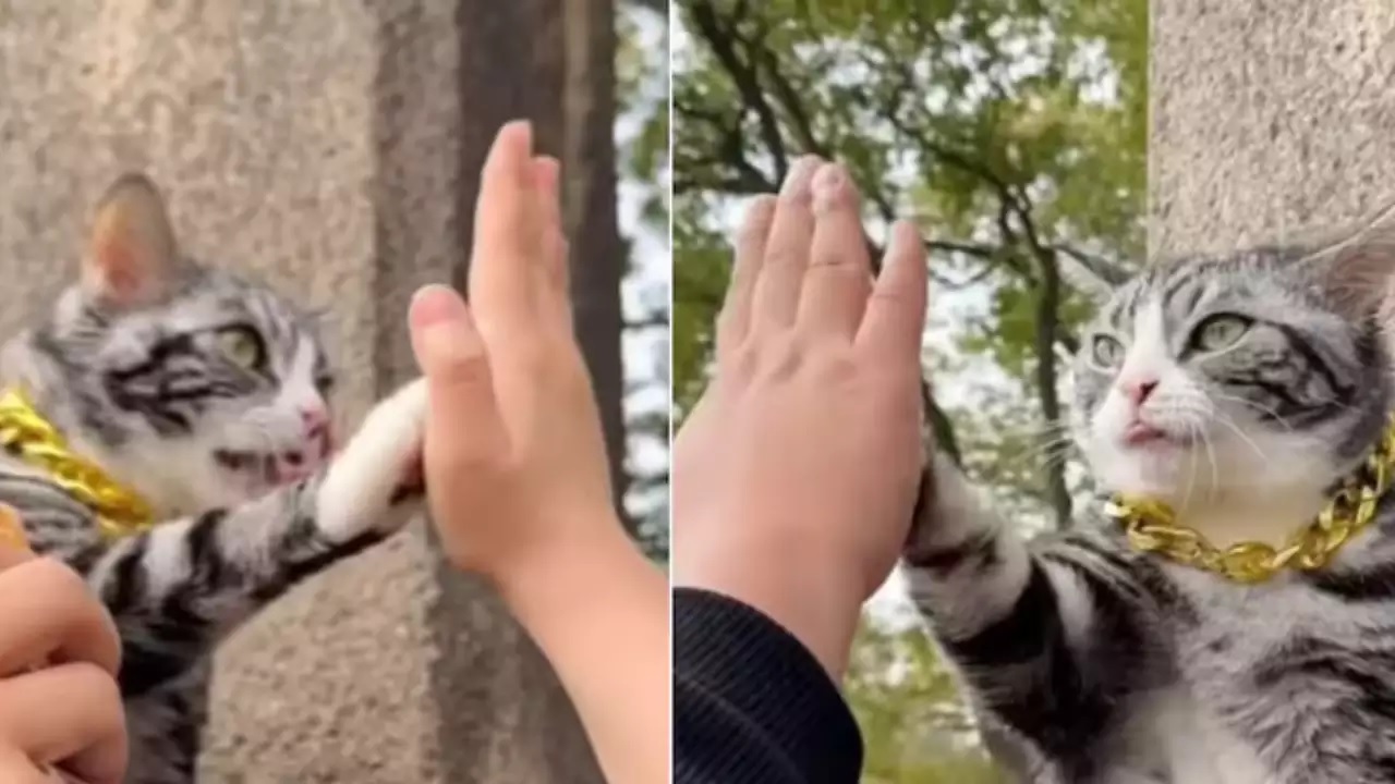 Viral Video